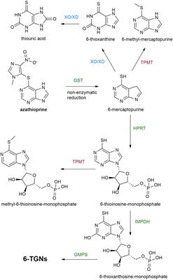Gut Microbiota Metabolism of Azathioprine: A New Hallmark for Personalized Drug-Targeted Therapy of Chronic Inflammatory Bowel Disease